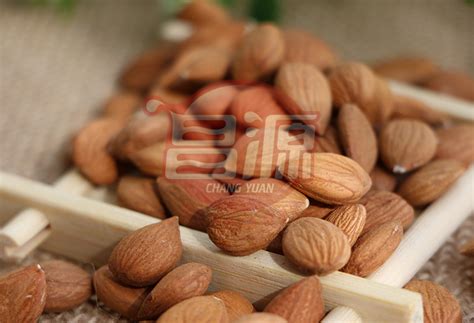 Raw Sweet Apricot Kernels Xinjiang