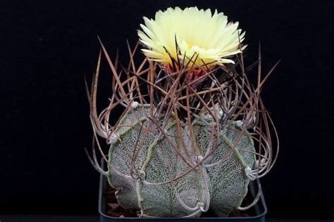 Astrophytum Capricorne V Niveum Sb Foto Scheda Cactus