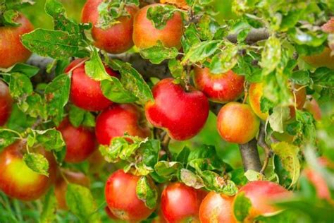 Diy Apple Tree Spraying Tips And Techniques For Effective Pest And