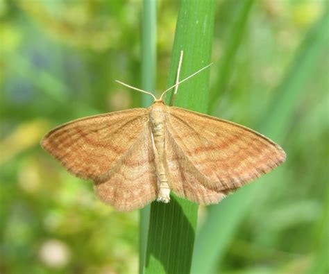 Idaea Ochrata Geometridae Butterflies Of Crete