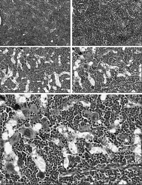 A And 6b Are From A Control Male B6c3f1 Mouse In A 28 Day Subchronic Download Scientific