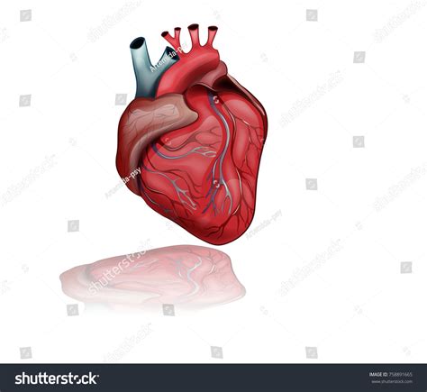 Vector Illustration Anatomy Healthy Human Heart Stock Vector (Royalty ...