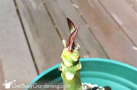 How To Propagate Plumeria Cuttings In 5 Easy Steps Plumeria Pudica