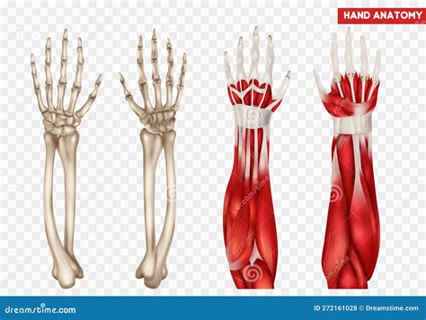 Hand Anatomy Set stock vector. Illustration of elbow - 272161028