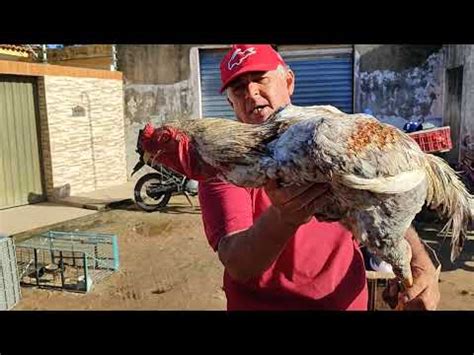 Feira Das Galinhas De Segunda Feira YouTube