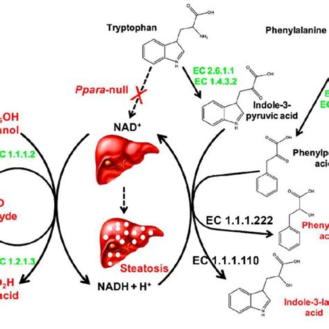 Metabolomic And Lipidomic Biomarkers Of Liver Fibrosis And Cirrhosis