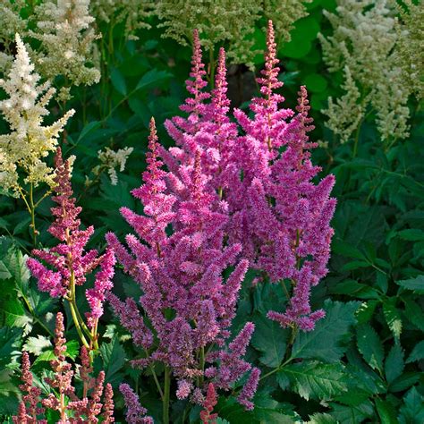 Astilbe Chinensis Visions White Flower Farm