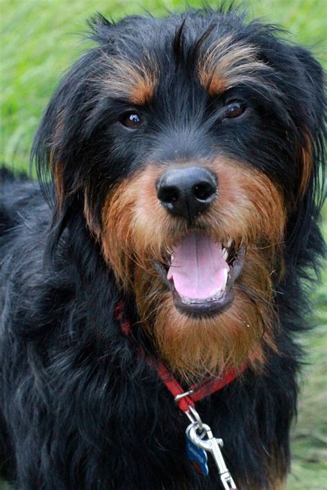 56 Best Rottweiler Mix Images On Pinterest Rottweiler Mix Shelter