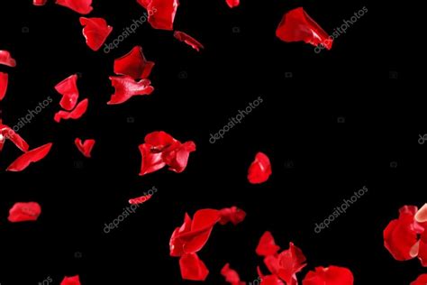 Beautiful red rose petals, on black background Stock Photo by ...