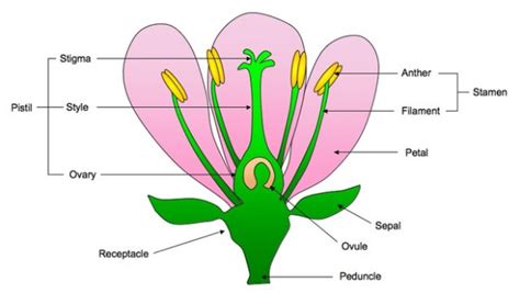 Botany Diagram Quizlet