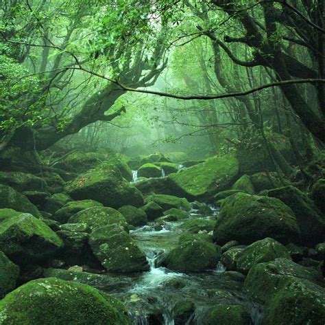 yakushima island explore  island  princess mononoke