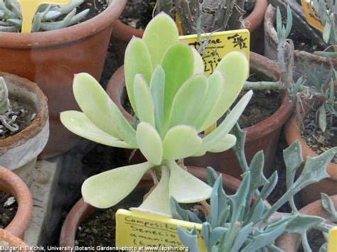 Succulent Atlas - Peter Lapshin
