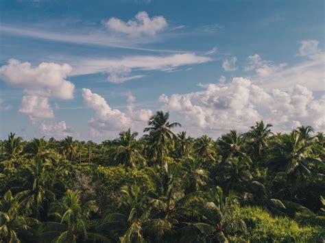 Free Download Hd Png Palm Trees Clouds Sky Tropics 4k Wallpaper Toppng