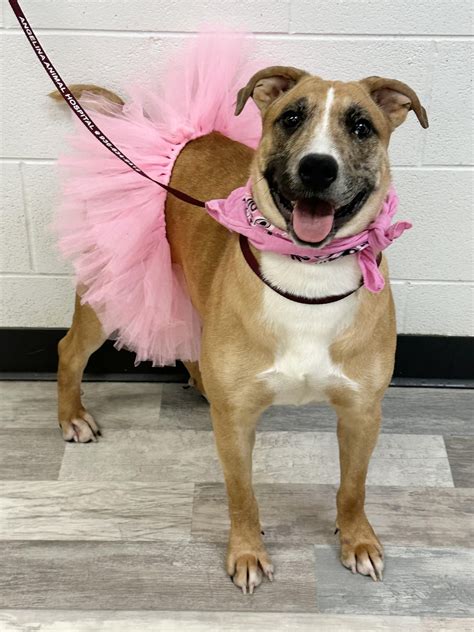 Johnson, Kuiari... - BustedNewspaper Angelina County TX | Facebook