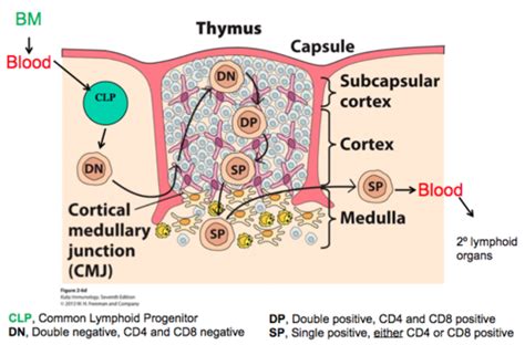 Kaarten Lymphocyte Selection Activation And Immune Response Quizlet