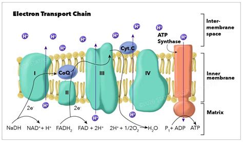 Biochemistry Electron Transport Chain Article