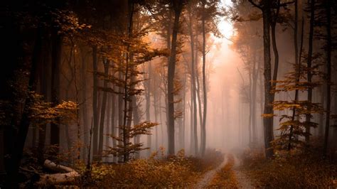 Foggy fall forest pathway - backiee