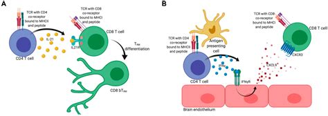 To Go Or Stay The Development Benefit And Detriment Of Tissue