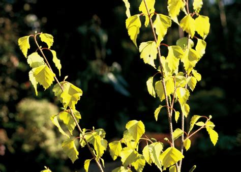 Brzoza Brodawkowata Golden Cloud Betula Pendula Golden Cloud