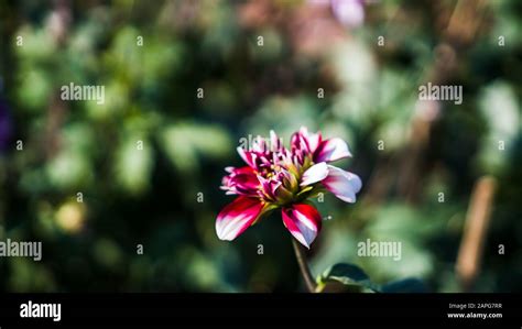 beautiful flower  dahlia plant dahlia   genus  bushy tuberous