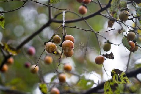 Native Persimmon American Common Persimmon Diospyros Virginiana