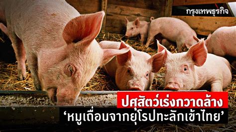 ปศุสัตว์เร่งกวาดล้าง“หมูเถื่อนจากยุโรปทะลักเข้าไทย”