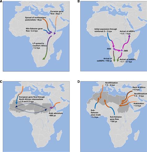 Figure From Evolutionary Genetics And Admixture In African