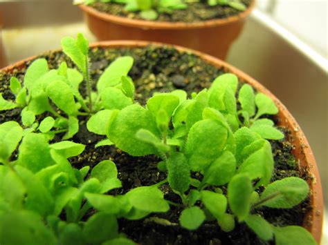 Young Arabidopsis Plants Arabidopsis Thaliana Plants Just Flickr