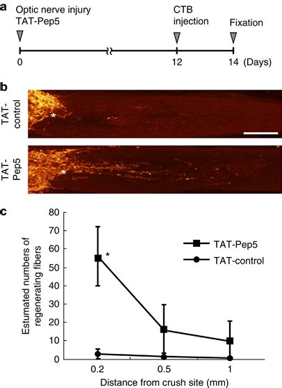 Pep5 Induces Axonal Regeneration Of The Injured Optic Nerve A