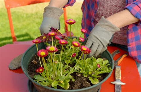 Mujer Plantar Flores En El Jard N Foto Premium