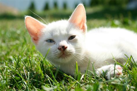 White Cat Photos, Download The BEST Free White Cat Stock Photos & HD Images