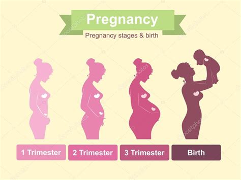 Pregnancy stages Stock Vector by ©maria_kolyadina 73114945