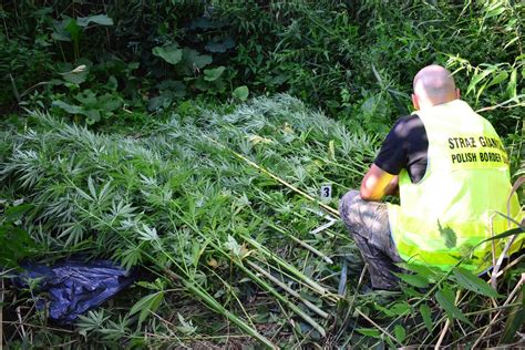 Kolejna ujawniona plantacja konopi indyjskich Aktualności Podlaski