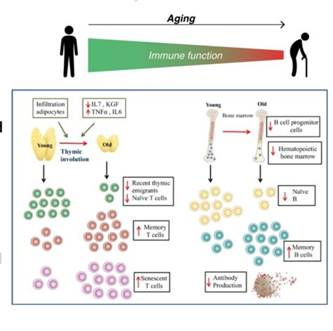 Immunodeficiencies Autoimmune Diseases And Hypersensitivities 2724