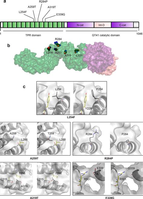 O Glcnac Transferase Missense Mutations Linked To X Linked Intellectual