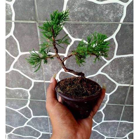 Jual Bonsai Cemara Juniperus Chinensis Mame Shopee Indonesia