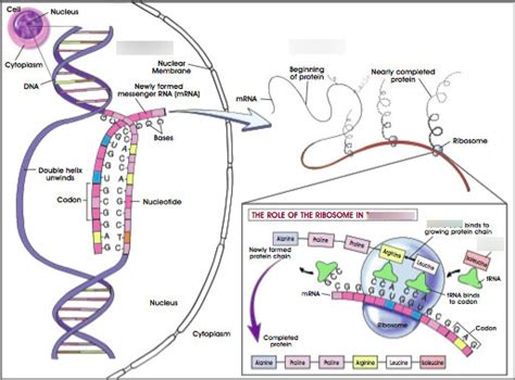 Protein Synthesis Diagram | Quizlet 