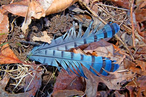 Blue Feather Meaning and Symbolism | Color Meanings