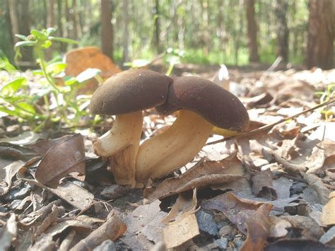 Golden Gilled Bolete From Bardon QLD 4065 Australia On April 04 2023