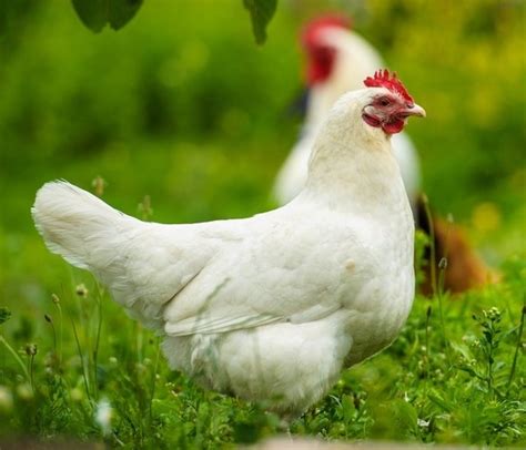 White Plymouth Rock Baby Chicks | Chickens For Backyards