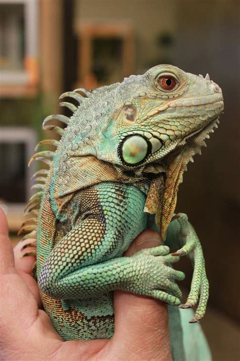 Axanthic Blue Morph Green Iguana Stock Photo Image Of Blue Central