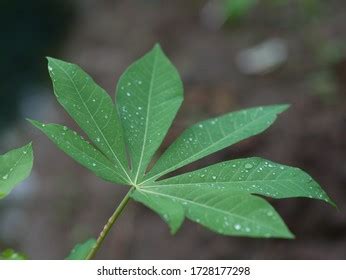 Cassava Leaves Manihot Esculenta Morning Dew Stock Photo 1728177298