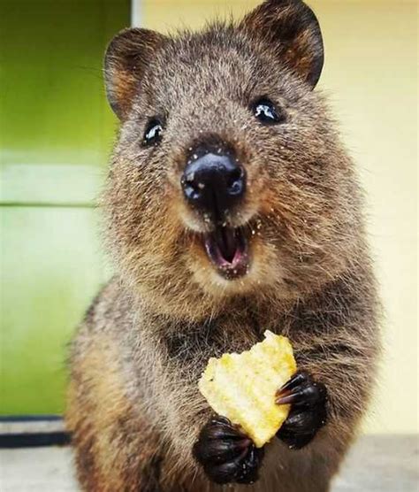 30 Funny Quokka Pictures That Will Make You Book a Flight to Australia ...