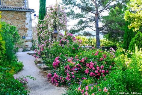 12 rosiers résistants qui ne tombent jamais malade Plants Garden