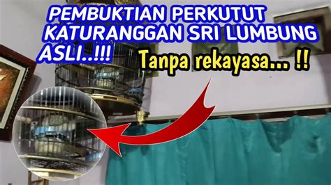 Pembuktian Perkutut Katuranggan Sri Lumbung Asli Youtube