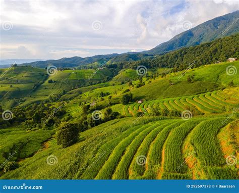 Beautiful Terraced Rice Field In Chiangmai Thailand Stock Photo