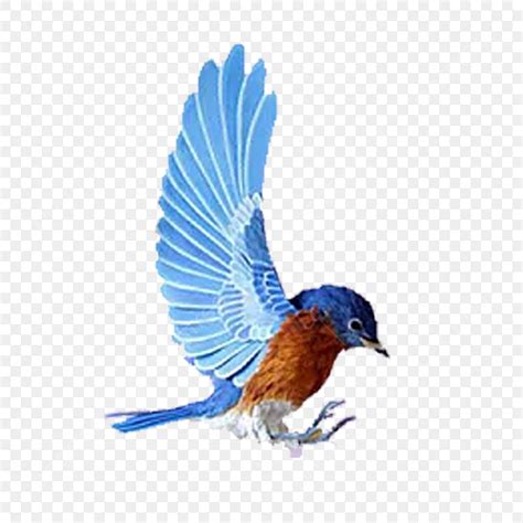 Lark Hd Transparent Blue Lark Blue Lark Birds Png Image For Free