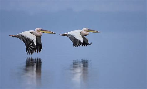 Duo De P Licans P Licans Oiseaux Oiseaux Lacs Animaux Lac