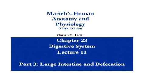 Ppt Chapter 23 Digestive System Lecture 11 Part 3 Large Intestine