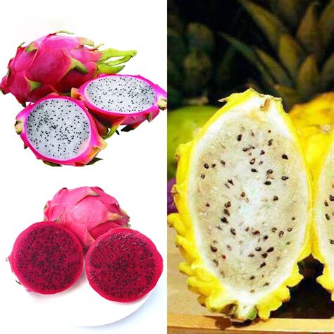 120PCS Sweet Pitaya Bonsai Tree Plants Dragon Fruit Seeds High Quality Pitaya Seeds Non gmo ...